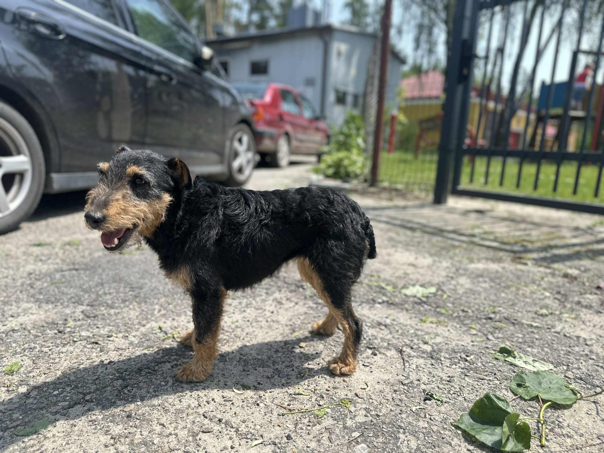 Gmina Zakrzówek pilnie poszukuje właściciela psa