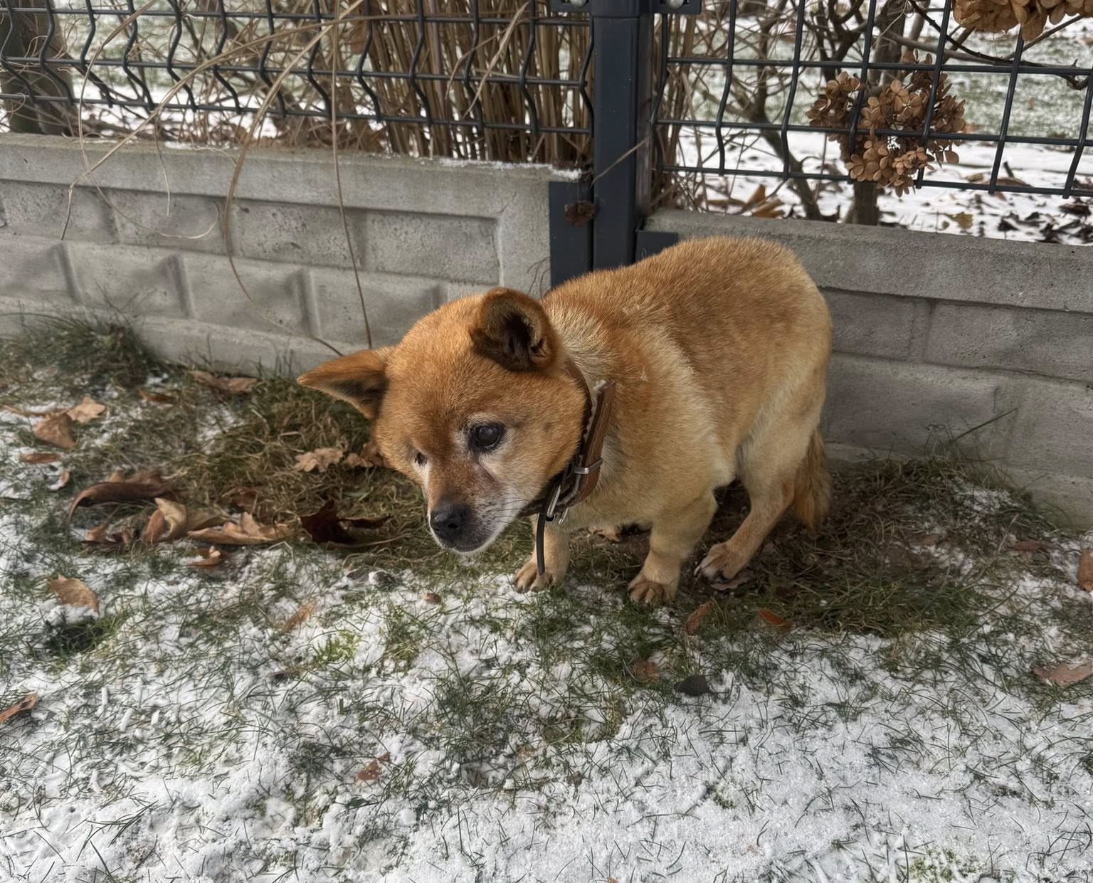 Gmina Zakrzówek pilnie poszukuje właściciela psa!