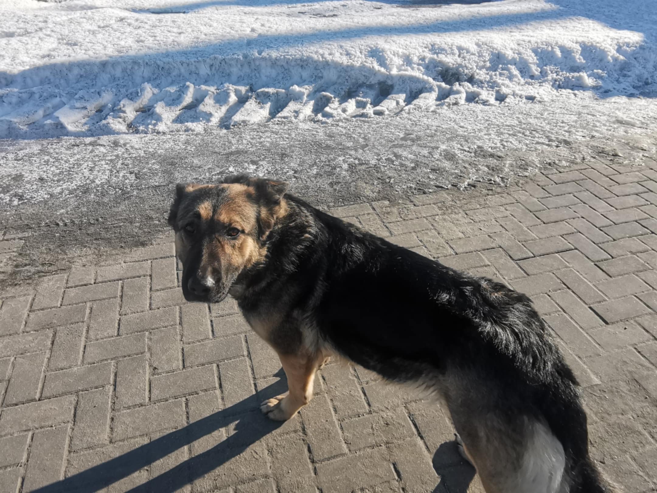 Gmina Zakrzówek pilnie poszukuje właściciela psa