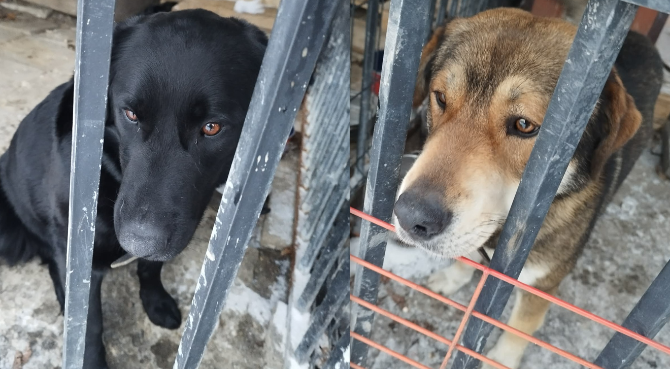 Gmina Zakrzówek pilnie poszukuje właściciela psa